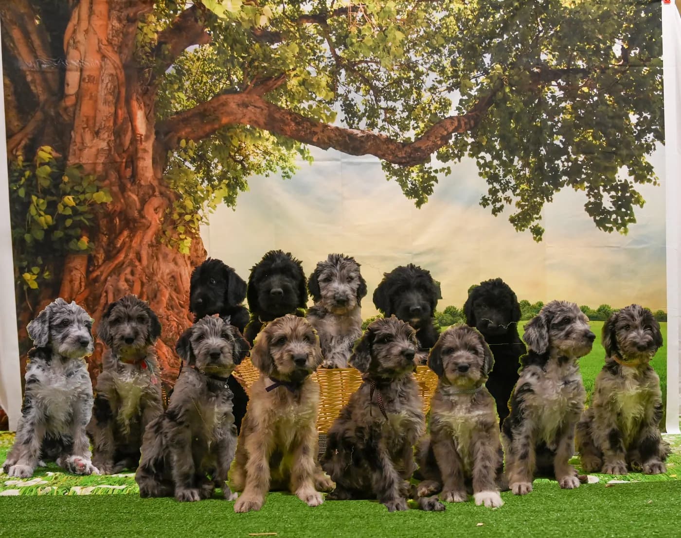 Cyclone Ridge puppies