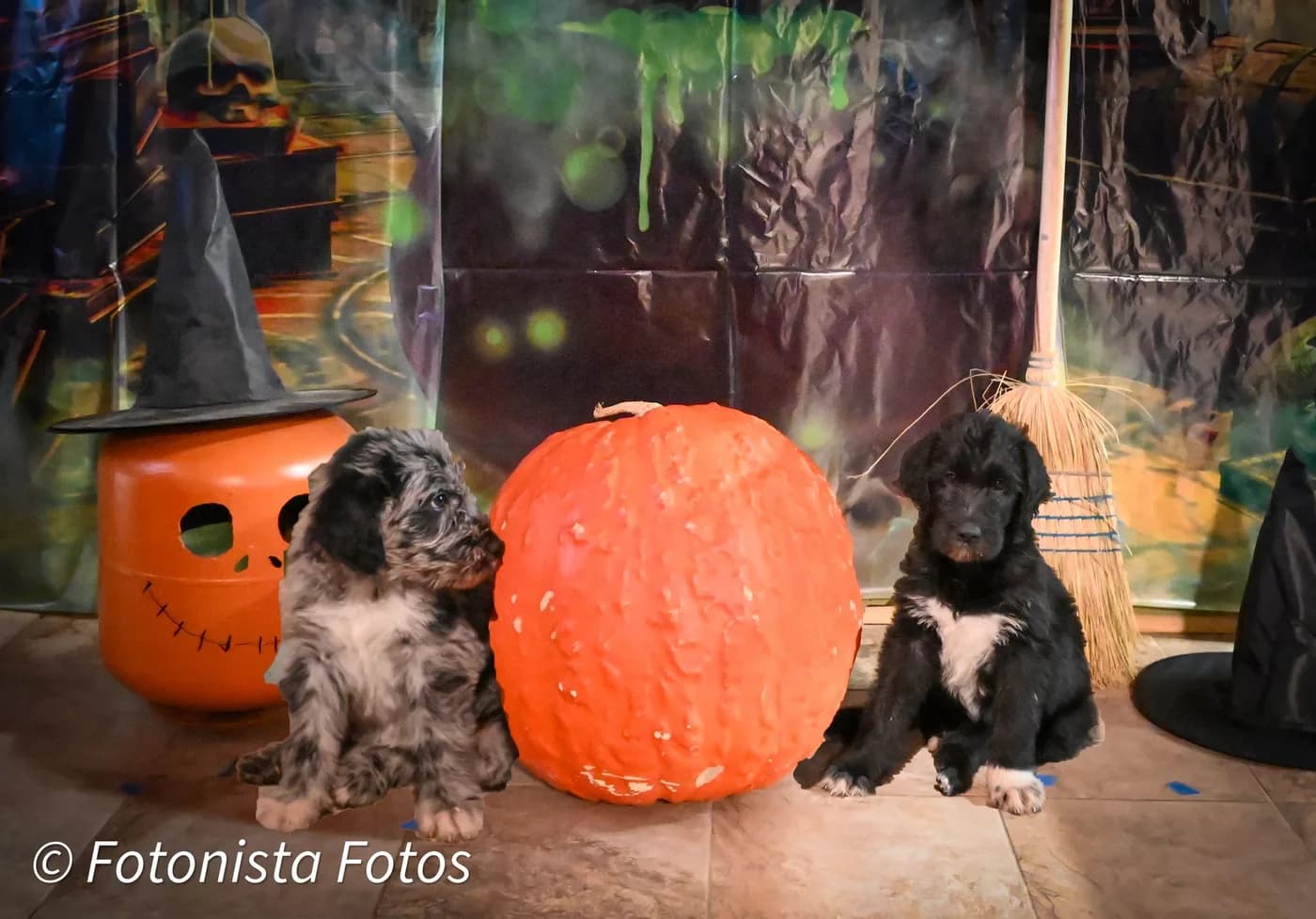 Puppies, November 2023