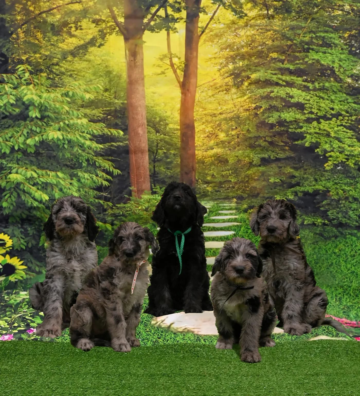 A full litter of Cyclone Ridge puppies