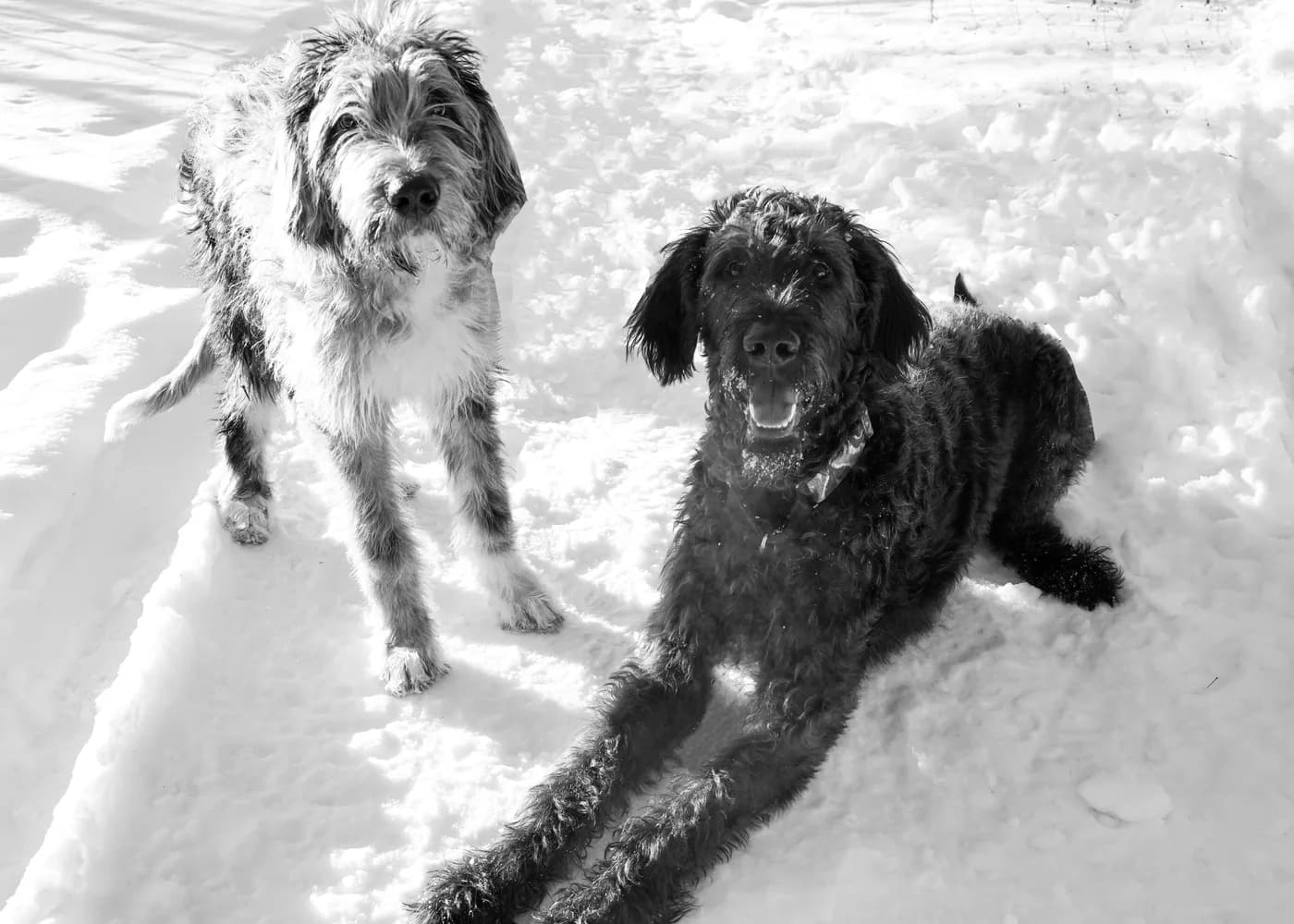 Hobbes and Kevin, black and white