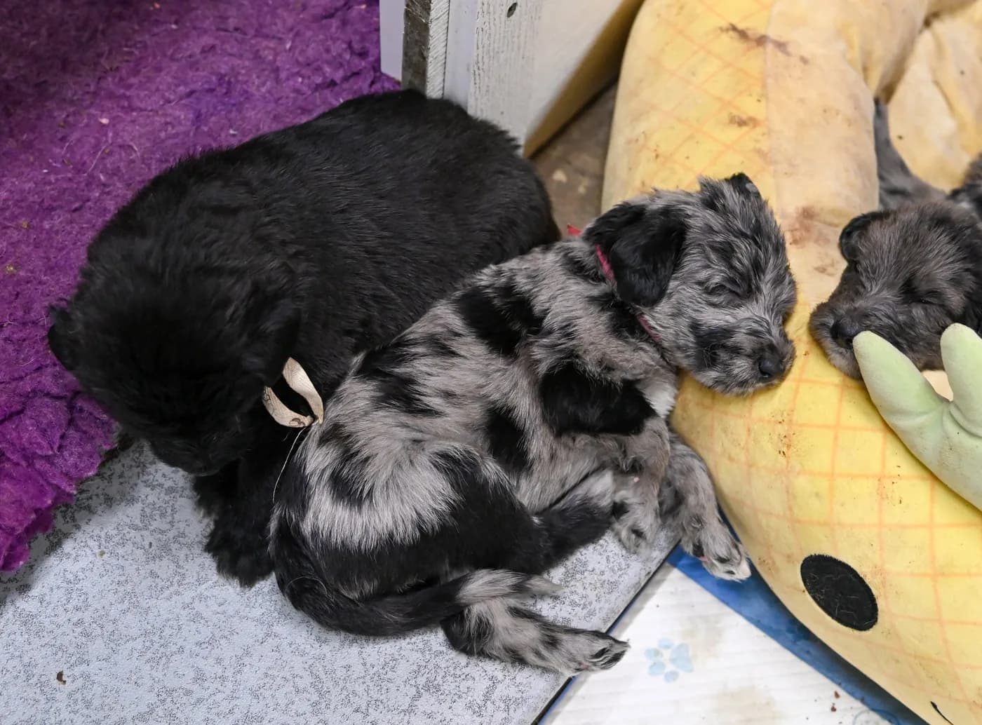 Puppies piled together napping