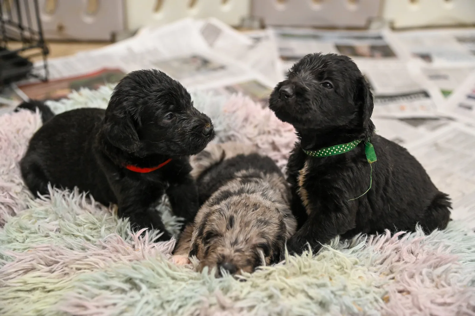 Irish Wolfadoodle
