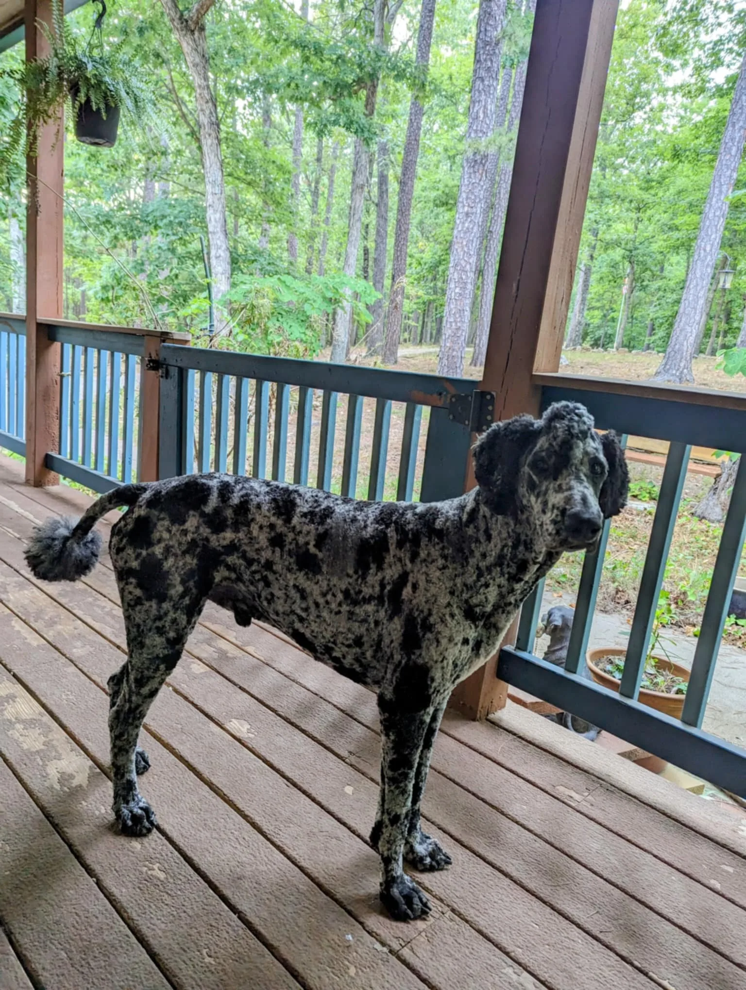 A Cyclone Ridge puppy