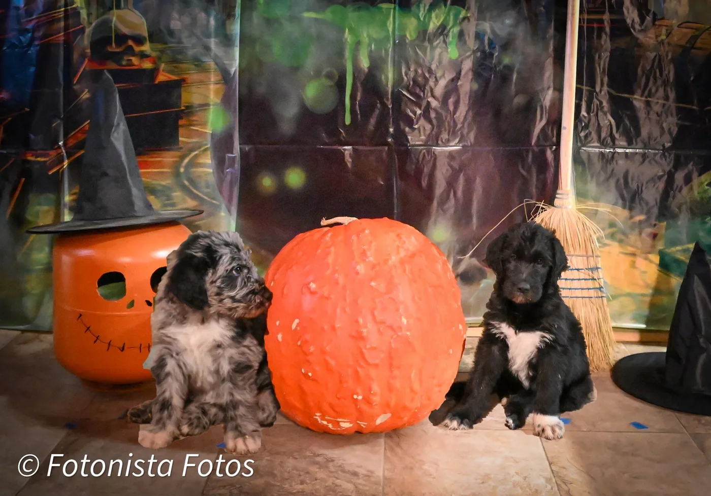 Puppies, November 2023